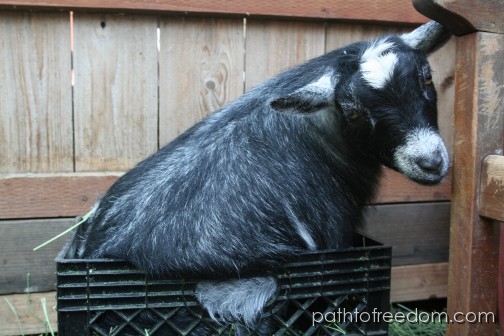 A goat in a milkcrate