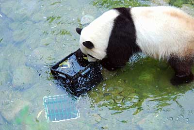 Tai Shan the panda attacks a defenseless milkcrate