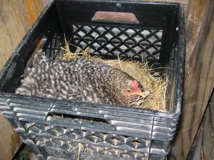 chicken-crate-coop