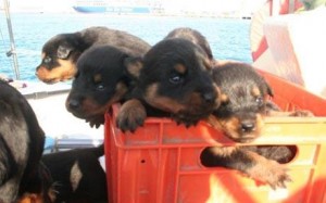crate_puppies